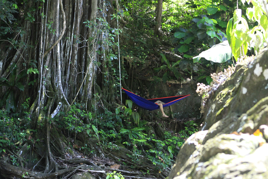 mangrove guadeloupe