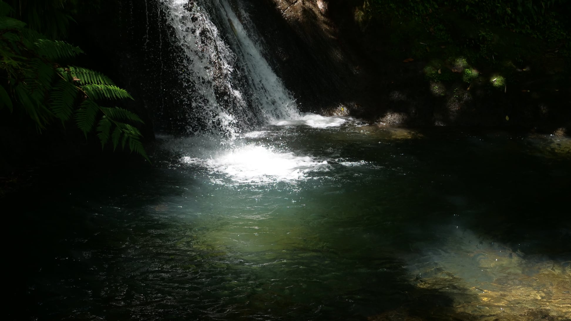 forê