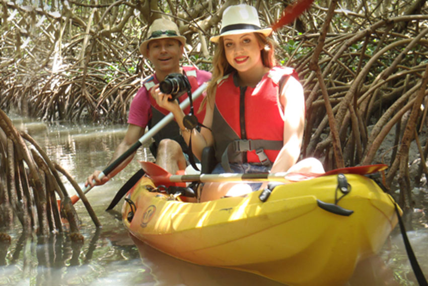 mangrove guadeloupe